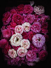 Load image into Gallery viewer, Rose Red. natural perfume. moroccan rose's juicy petals with white sage dust. lapsang souchong smoke, naga resin, dominican sage. May 2023