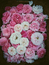 Load image into Gallery viewer, Rose Red. natural perfume. moroccan rose's juicy petals with white sage dust. lapsang souchong smoke, naga resin, dominican sage. May 2023