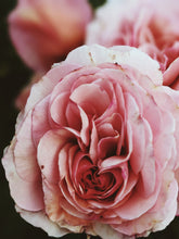 Load image into Gallery viewer, Floral Nude. botanical perfume from long term tinctures. wild strawberries, gallica, alba, centifolia, damascena, moss, and musk roses, orange blossom, calamansi, wool, gardenia, tuberose, lilac, and musk. July 2025