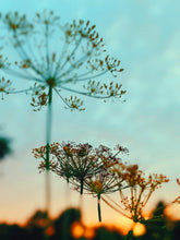 Load image into Gallery viewer, 2020 Hindsight. botanical perfume from long term tinctures. Borneo camphor, dittany of Crete, wild Vermont larch, Soqotra frankincense, Jin Xuan milk oolong, Karoo rock musk, rose damask Vermont, Sarcaucolon mossamedense Namibia. December 2020