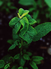 Load image into Gallery viewer, Camphora. limited edition botanical perfume from garden grown tinctures. camphor basil, cistus, white sage, baja sage, black sage, patchouli. September 2021