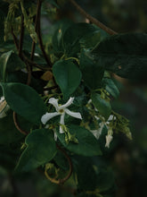 Load image into Gallery viewer, Scorpio ♏︎ enfleurage perfume. star jasmine enfleurage, civet, oak, cognac, clove. October 2023
