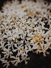 Load image into Gallery viewer, Scorpio ♏︎ enfleurage perfume. star jasmine enfleurage, civet, oak, cognac, clove. October 2023