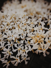 Load image into Gallery viewer, Star Jasmine Enfleurage.