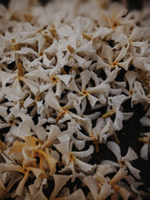 Load image into Gallery viewer, Star Jasmine Enfleurage.