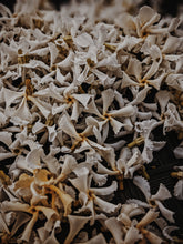Load image into Gallery viewer, Scorpio ♏︎ enfleurage perfume. star jasmine enfleurage, civet, oak, cognac, clove. October 2023