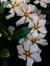 Load image into Gallery viewer, Milk Oolong Gardenia. enfleurage perfume. March 2025