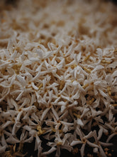 Load image into Gallery viewer, Star Jasmine Enfleurage.