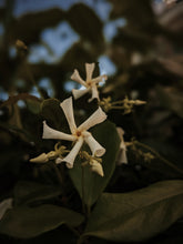 Load image into Gallery viewer, Star Jasmine Enfleurage.