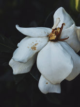 Load image into Gallery viewer, Kalilava. enfleurage perfume. gardenia & sweet incense tree enfleurage, lotus flower, nag champa smoke enfleurage, frankincense. July 2022