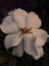 Load image into Gallery viewer, Kalilava. enfleurage perfume. gardenia & sweet incense tree enfleurage, lotus flower, nag champa smoke enfleurage, frankincense. July 2022
