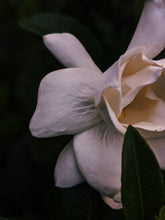 Load image into Gallery viewer, Gardenia, Wild Poplar Bud and Bushman Candle Enfleurage.
