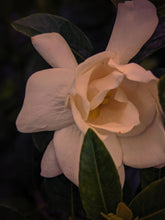 Load image into Gallery viewer, Gardenia, Wild Poplar Bud and Bushman Candle Enfleurage.