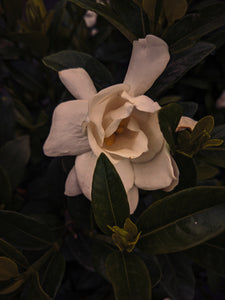 Gandhraj (July 2019). Aged Gardenia jasminoides Enfleurage Extrait. Organic gardenia perfume. Biodynamic