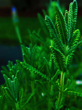 Load image into Gallery viewer, Greenwave. enfleurage perfume. basil headlights, citrus laundry and white palms. June 2021