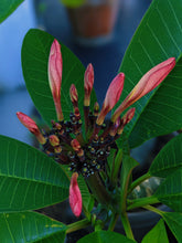 Load image into Gallery viewer, Plumeria Enfleurage.