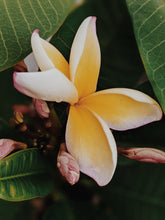 Load image into Gallery viewer, Plumeria Enfleurage.