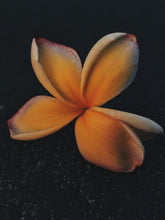 Load image into Gallery viewer, Plumeria Enfleurage.