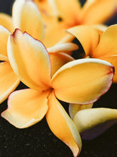 Load image into Gallery viewer, Plumeria Enfleurage.