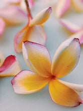 Load image into Gallery viewer, Plumeria Enfleurage.