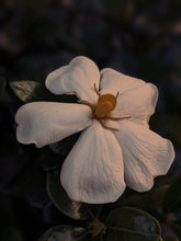 Load image into Gallery viewer, Gandhraj (May 2019). Aged Gardenia jasminoides Enfleurage Extrait. Organic gardenia perfume. Biodynamic