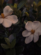 Load image into Gallery viewer, Kalilava. enfleurage perfume. gardenia &amp; sweet incense tree enfleurage, lotus flower, nag champa smoke enfleurage, frankincense. July 2022