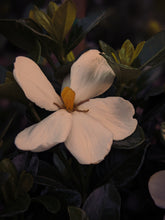 Load image into Gallery viewer, Kalilava. enfleurage perfume. gardenia & sweet incense tree enfleurage, lotus flower, nag champa smoke enfleurage, frankincense. July 2022