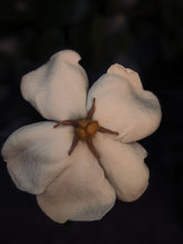 Load image into Gallery viewer, Kalilava. enfleurage perfume. gardenia & sweet incense tree enfleurage, lotus flower, nag champa smoke enfleurage, frankincense. July 2022