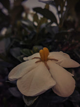 Load image into Gallery viewer, Gardenia, Wild Poplar Bud and Bushman Candle Enfleurage.