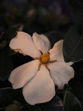 Load image into Gallery viewer, Gardenia and Civet Enfleurage.