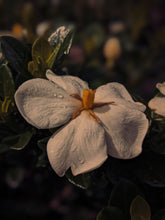 Load image into Gallery viewer, Jungle. enfleurage perfume. humidity makes the vines sweat. July 2023