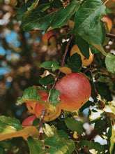 Load image into Gallery viewer, Mălum Mālum. an adult apple scent for The Fall. September 2025