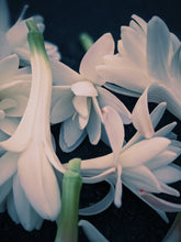 Load image into Gallery viewer, Sea Witch. natural perfume. white tropics, tuberose, coconut-amber-orange. July 2023