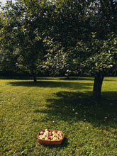 Load image into Gallery viewer, Mălum Mālum. an adult apple scent for The Fall. September 2025