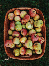 Load image into Gallery viewer, Mălum Mālum. an adult apple scent for The Fall. September 2025