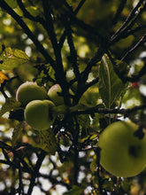 Load image into Gallery viewer, Mălum Mālum. an adult apple scent for The Fall. September 2025