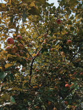 Load image into Gallery viewer, Mălum Mālum. an adult apple scent for The Fall. September 2025