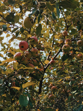 Load image into Gallery viewer, Mălum Mālum. an adult apple scent for The Fall. September 2025