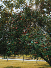 Load image into Gallery viewer, Mălum Mālum. an adult apple scent for The Fall. September 2025