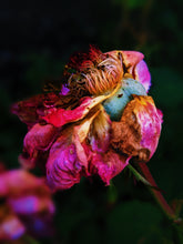 Load image into Gallery viewer, Caviar Rose. animalic sour cabbage rose perfume from long term tinctures. September 2021