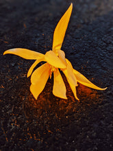Load image into Gallery viewer, Solar Lotus. natural perfume. leonine pink lotus sun. radiant helichrysum. fossilized amber, oud and agarwood attar. shala tree sunburn. August 2022