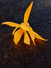 Load image into Gallery viewer, Solar Lotus ☉ natural perfume. leonine pink lotus sun. radiant helichrysum. fossilized amber, oud and agarwood attar. shala tree sunburn. August 2022