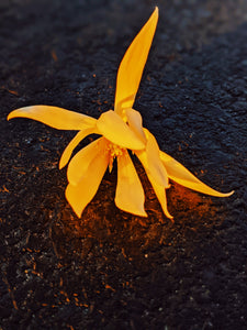 Solar Lotus. natural perfume. leonine pink lotus sun. radiant helichrysum. fossilized amber, oud and agarwood attar. shala tree sunburn. August 2022
