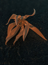 Load image into Gallery viewer, Solar Lotus. natural perfume. leonine pink lotus sun. radiant helichrysum. fossilized amber, oud and agarwood attar. shala tree sunburn. August 2022