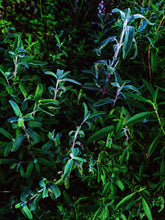 Load image into Gallery viewer, Camphora. limited edition botanical perfume from garden grown tinctures. camphor basil, cistus, white sage, baja sage, black sage, patchouli. September 2021