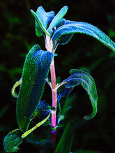 Load image into Gallery viewer, Camphora. limited edition botanical perfume from garden grown tinctures. camphor basil, cistus, white sage, baja sage, black sage, patchouli. September 2021