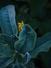 Load image into Gallery viewer, Sage Scrub. Natural perfume fixative. Homegrown white, baja, and black sages and chaparral.