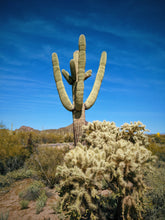 Load image into Gallery viewer, The Dunes. natural perfume. cactus flowers, sun-baked wood, sage, lavender, camphor. March 2023