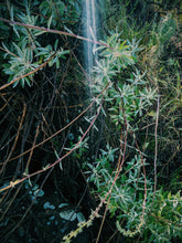 Load image into Gallery viewer, Aura Apiana. White Sage Soliflore. August 2022