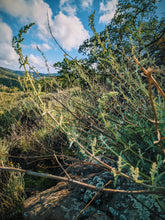 Load image into Gallery viewer, Aura Apiana. White Sage Soliflore. August 2022